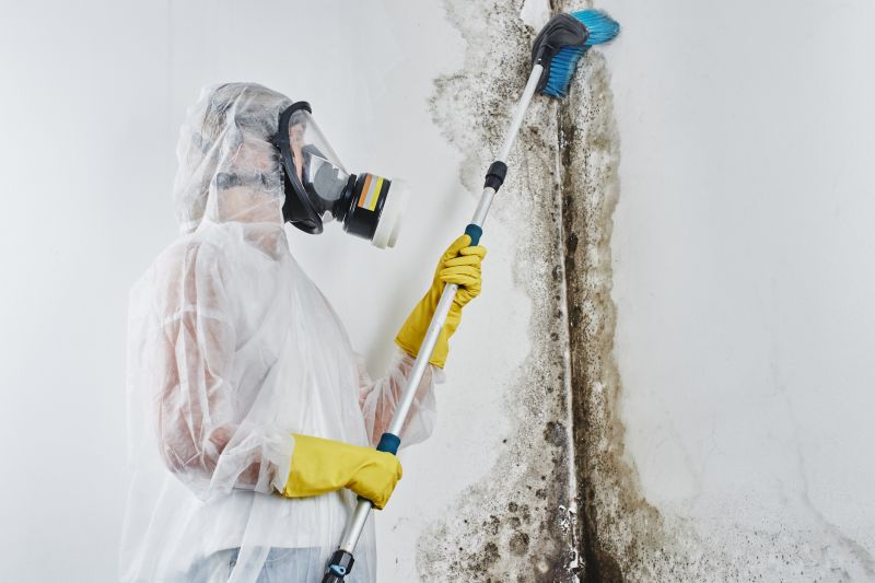 Attic Mold Remediation in Frisco, TX