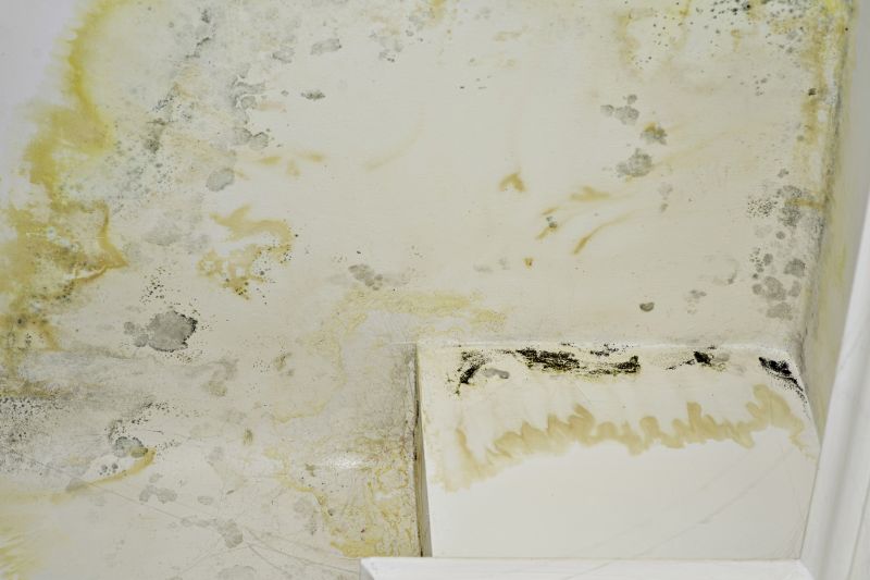 Basement Mold Removal in Essex County, NJ