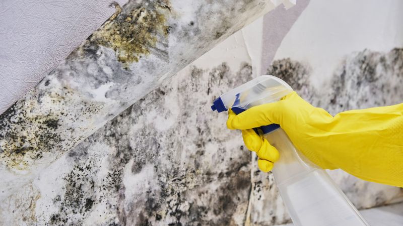 Black Mold Removal in Plano, TX