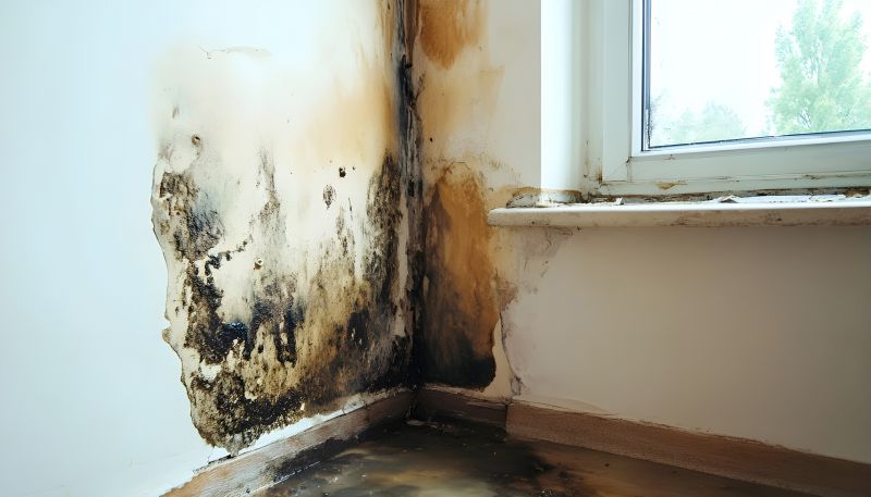 Garage Mold Remediation in Fort Worth, TX