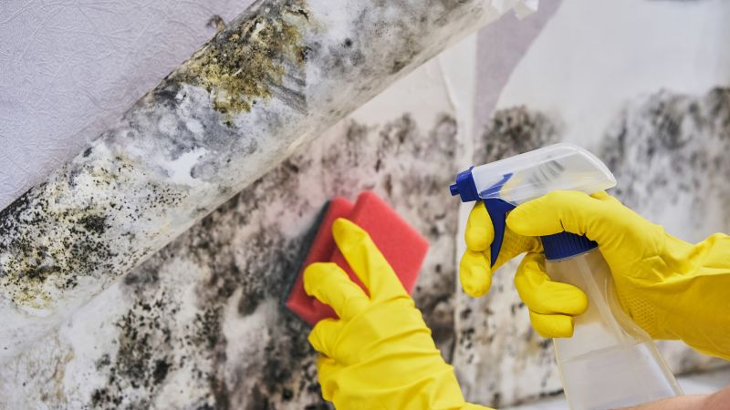 Mold Control in Rockwall, TX
