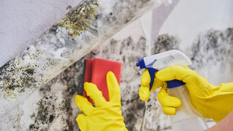 Mold Removal in Fort Lauderdale, FL